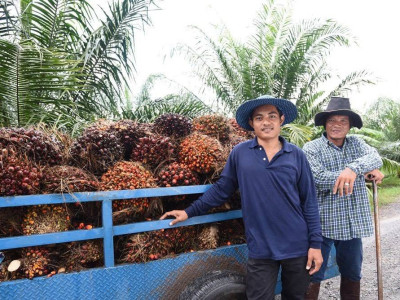 ชุมนุมสหกรณ์ชาวสวนปาล์มน้ำมันกระบี่ จำกัด ... พารามิเตอร์รูปภาพ 9